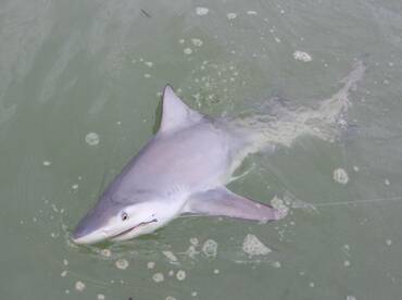 Quepos Report Photo 2