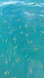 Nice trip to tortuga island