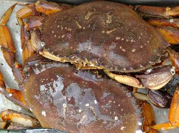 Crabbing out of Comox 