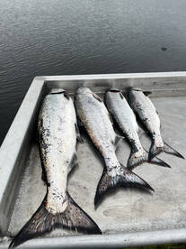 Winter Chinook Salmon limits! 