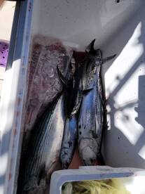 Bonito, sierras mackerel day. Good day f