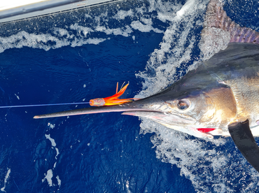 Sydney Report Photo 2