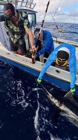 released blue marlin and mahimahi
