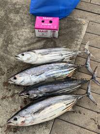 skipjack fishing 