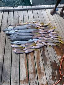Wahoo , Mahi , snappers , barracudas are