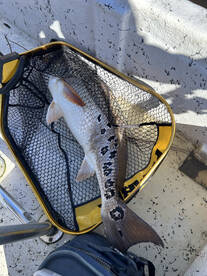 Jacksonville Report Photo 2