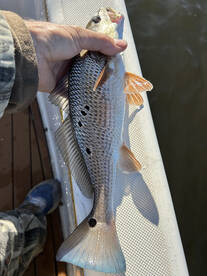 Panacea Report Photo 2