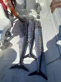 Puerto Morelos Report Photo 1