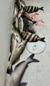 D'Iberville Report Photo 2