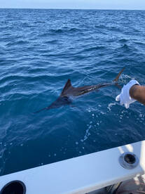 Puerto Vallarta Verslag Foto 2