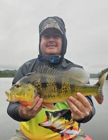Great Peacock Bass available always
