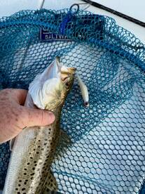 Trout bite is hot right now! 