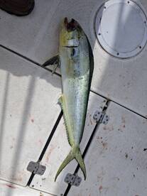 January 8th Fishing Update