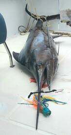 Le Morne Report Photo 2