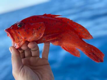 Hurghada Report Photo 1