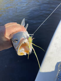 River Road Report Photo 2