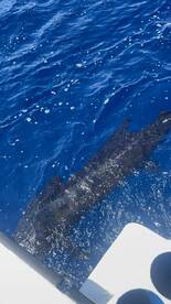 Quepos Report Photo 2