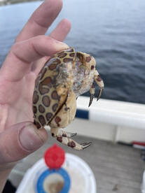 Tampa Report Photo 2