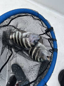 Punta Gorda Report Photo 1