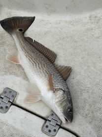 Houston Report Photo 2