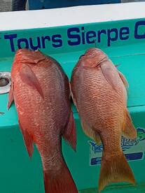 Hight activity in the coast