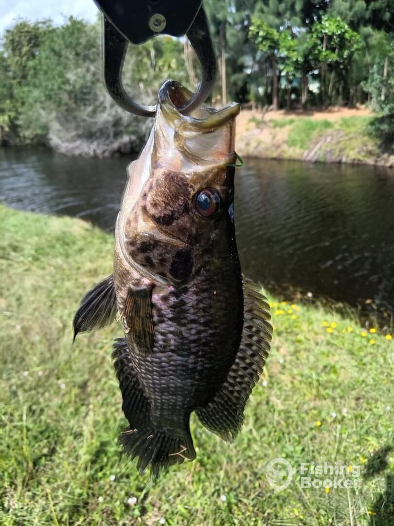 Weston Report Photo 0