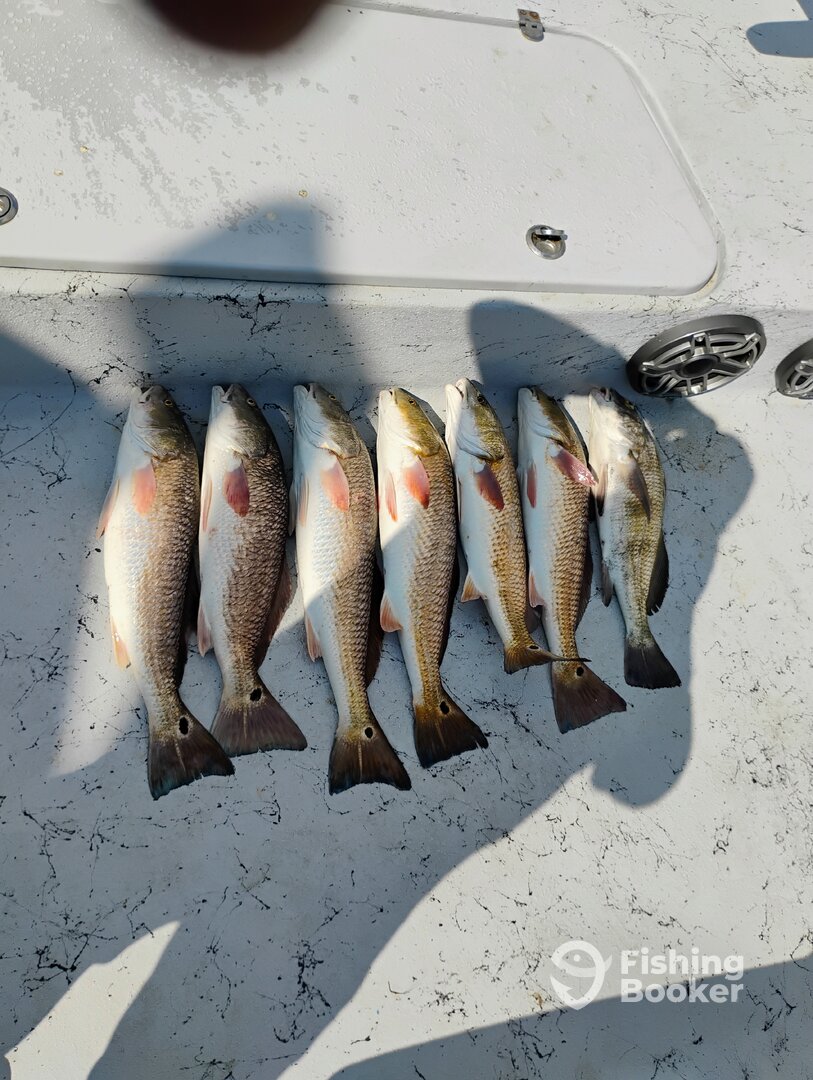 Port Aransas Report Photo 0