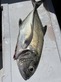 Herradura Report Photo 1