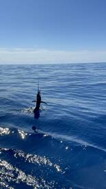 Quepos Report Photo 1