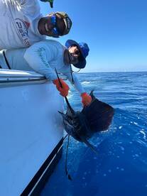 Anglers Delight at Abundance of Sailfish
