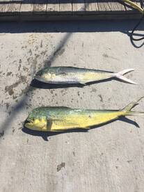 Wanchese Report Photo 1