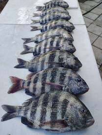 Tug Of War!!! Tug on it!!!