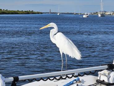 New Smyrna Beach Report Photo 1