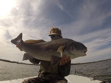 Massive Black Drum