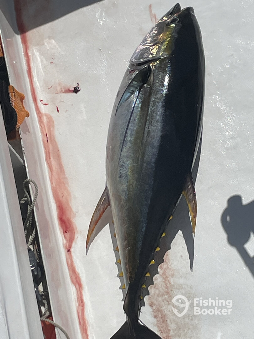 Quepos Report Photo 0