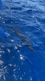 Quepos Report Photo 1