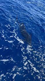 Quepos Report Photo 2