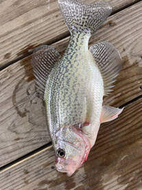 Crappies & Spotted Bass