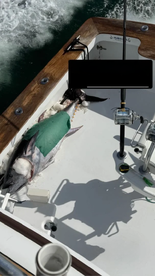 Nags Head Report Photo 2