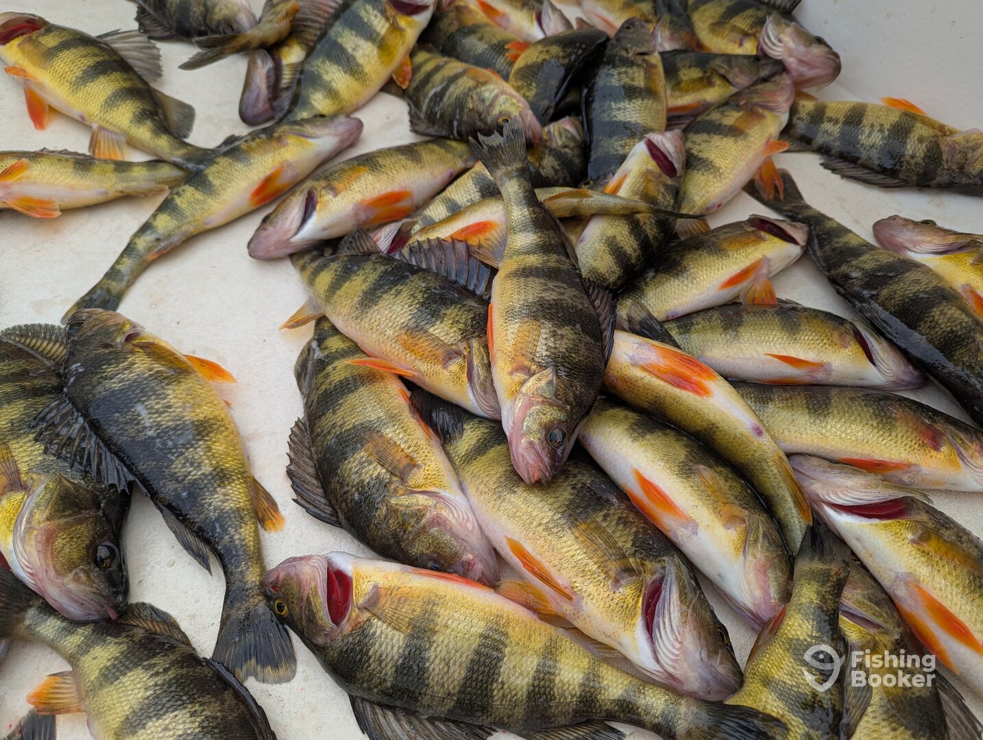 Havre de Grace Report Photo 0