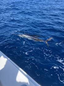 Sailfish on the kite!