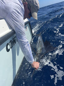 Get in on the Sailfish action!!