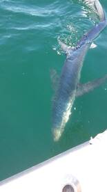 Mastic Verslag Foto 2