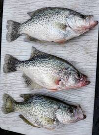 3 Crappie over 1.5 lbs 