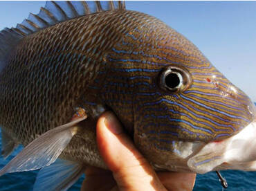 Bottom Fishing for Grey Snapper