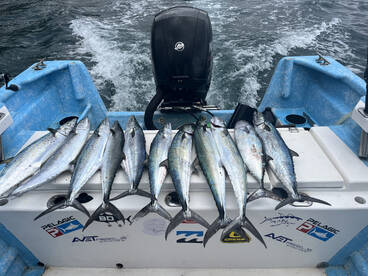 Puerto Vallarta Report Photo 2