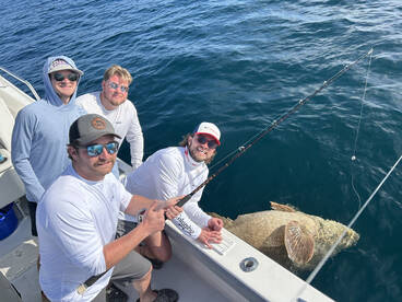 Monster goliath grouper 
