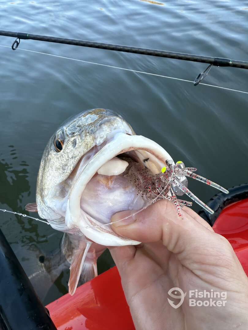 Edisto Beach Report Photo 0