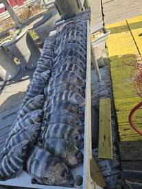 Tybee Island Report Photo 2