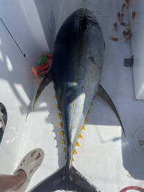 Quepos Report Photo 1